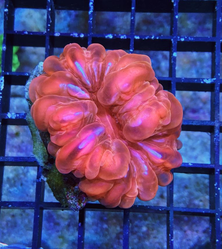  Cynarina lacrymalis -Tränenkoralle - Ultra red WYSIWYG 139