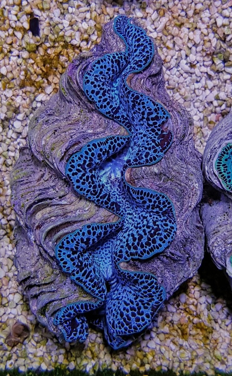 Muschel Tridacna maxima ultra Größe M 