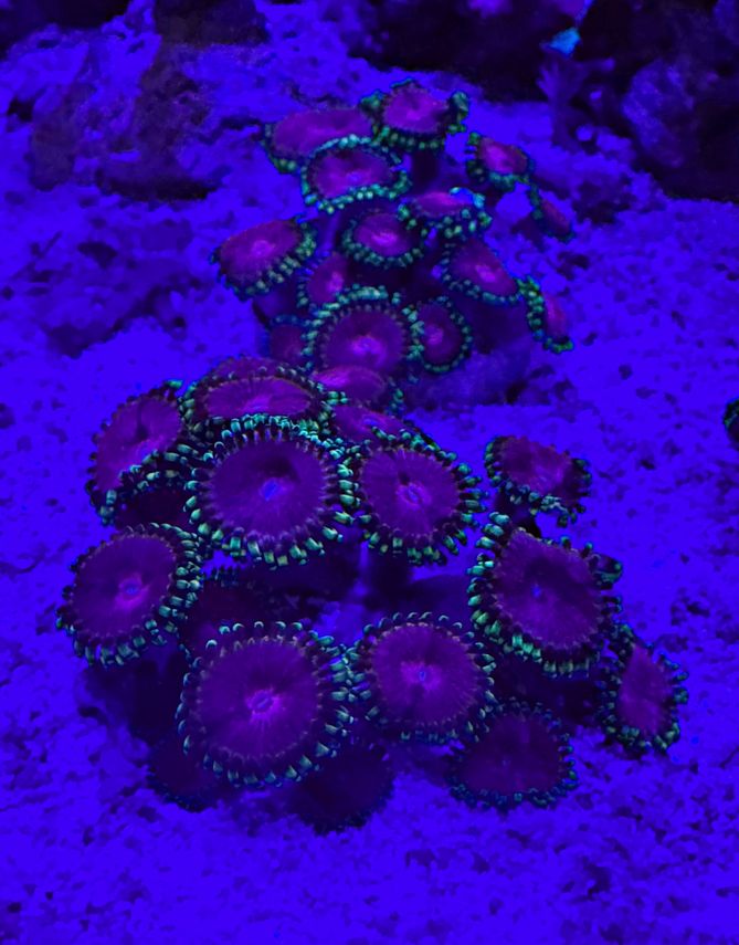 Zoanthus-sp. "Mandarin" Krustenanemone 