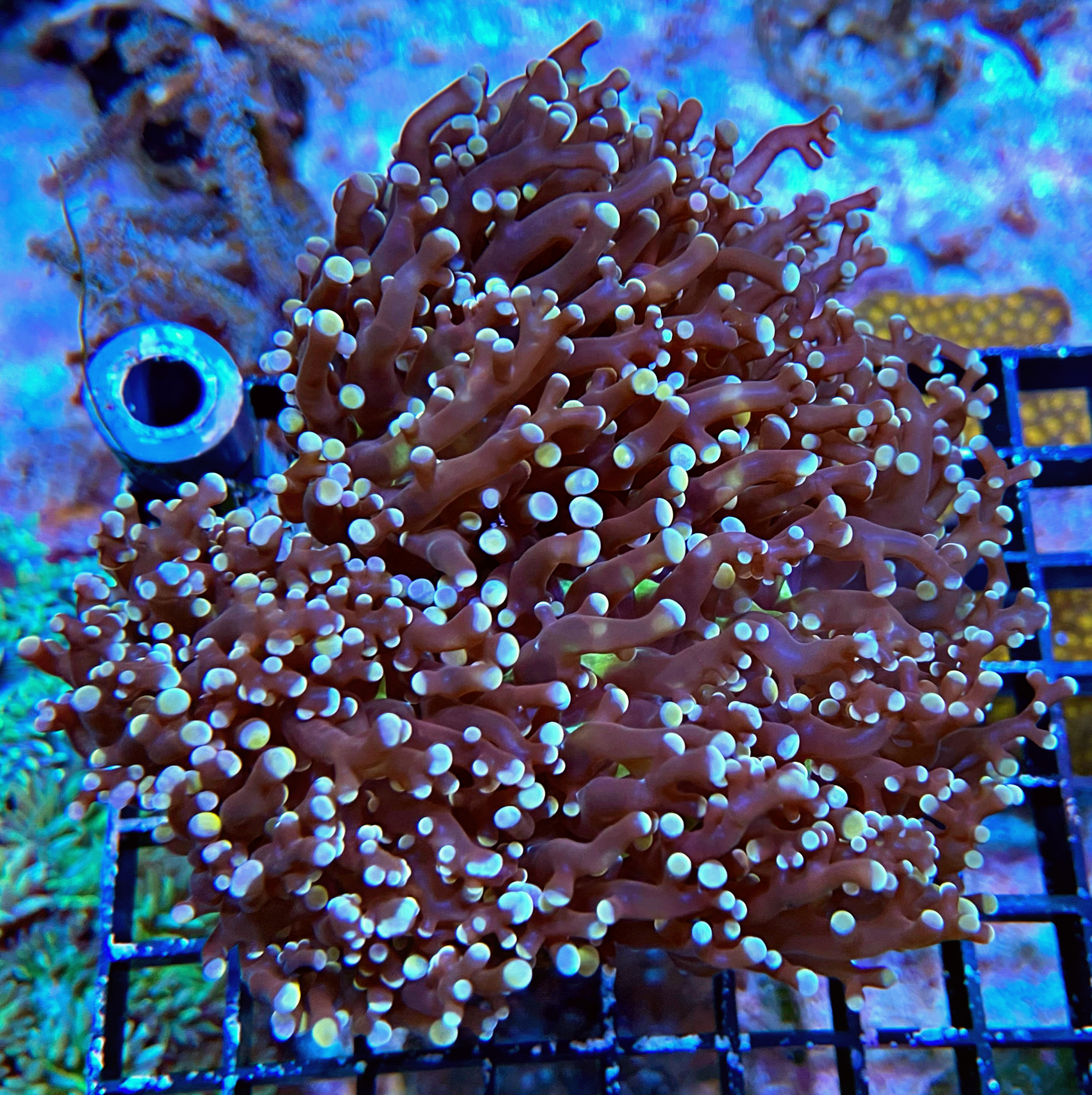 Euphyllia paradivisa - Orange