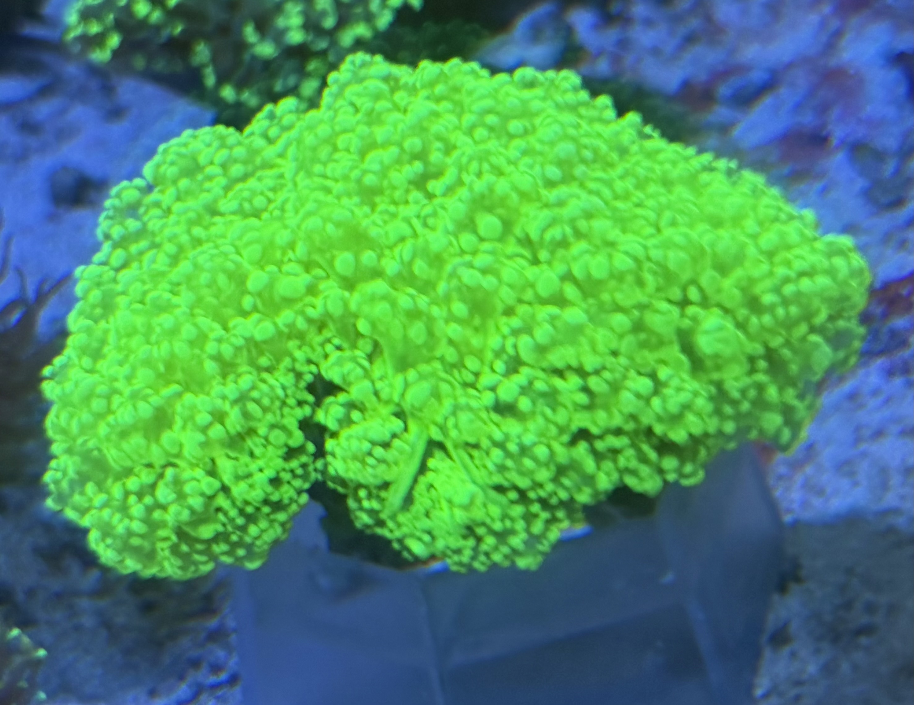 Euphyllia Divisa  - WYSIWYG 9 - green optopus extreme 