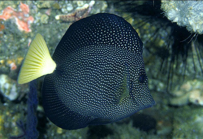 Zebrasoma gemmatum - Mauritius Segelflossen Doktor