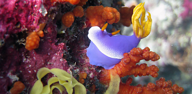 Meerwasseraquarium Filtertechnik