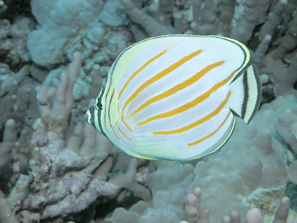 Chaetodon ornatissimus - Orangestreifen-Falterfisch