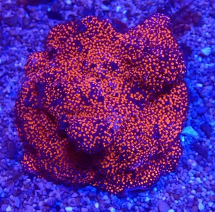 Montipora danae (Superman) Steinkoralle - ultra red WYSIWIG 220