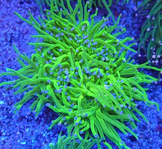Euphyllia glabrescens - Master Torch WYSIWYG 69