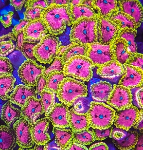Zoanthus spec. - Krustenanemonen - Pink Diamond