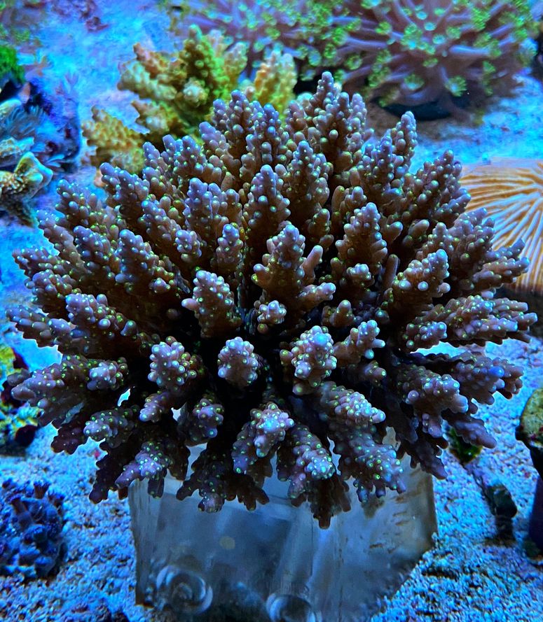 Acropora tenuis - Kleinpolypige Steinkoralle WYSIWYG