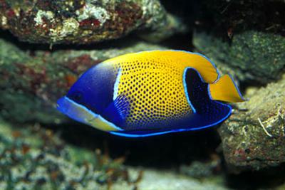 Kaiserfisch Pomacanthus navarchus -M