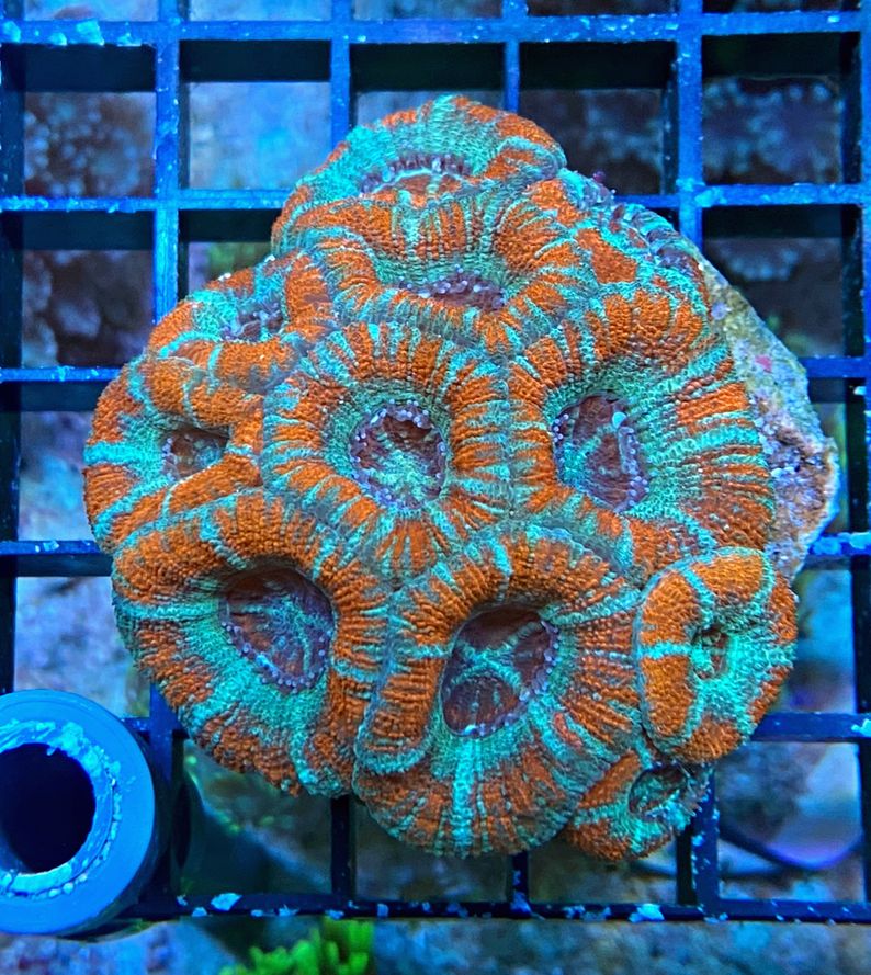 Acanthastrea lordhowensis - Großpolypige Steinkoralle - burning fire - WYSIWYG 125