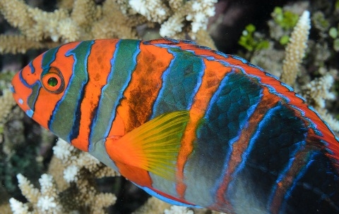 Choerodon fasciatus Harlekin-Lippfisch-Australien L