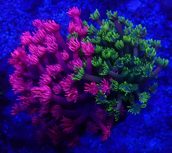 Goniopora minor Margerittenkoralle - Duo Color - WYSIWYG 54