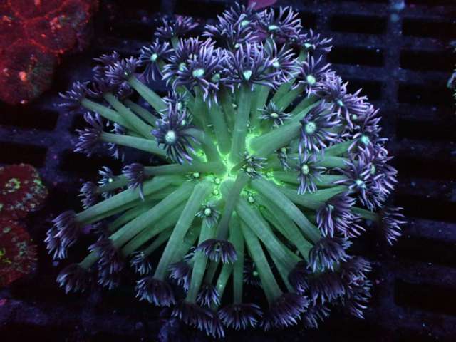 Goniopora lobata - Margerittenkoralle - Ultra -Galaxy  WYSIWYG 105