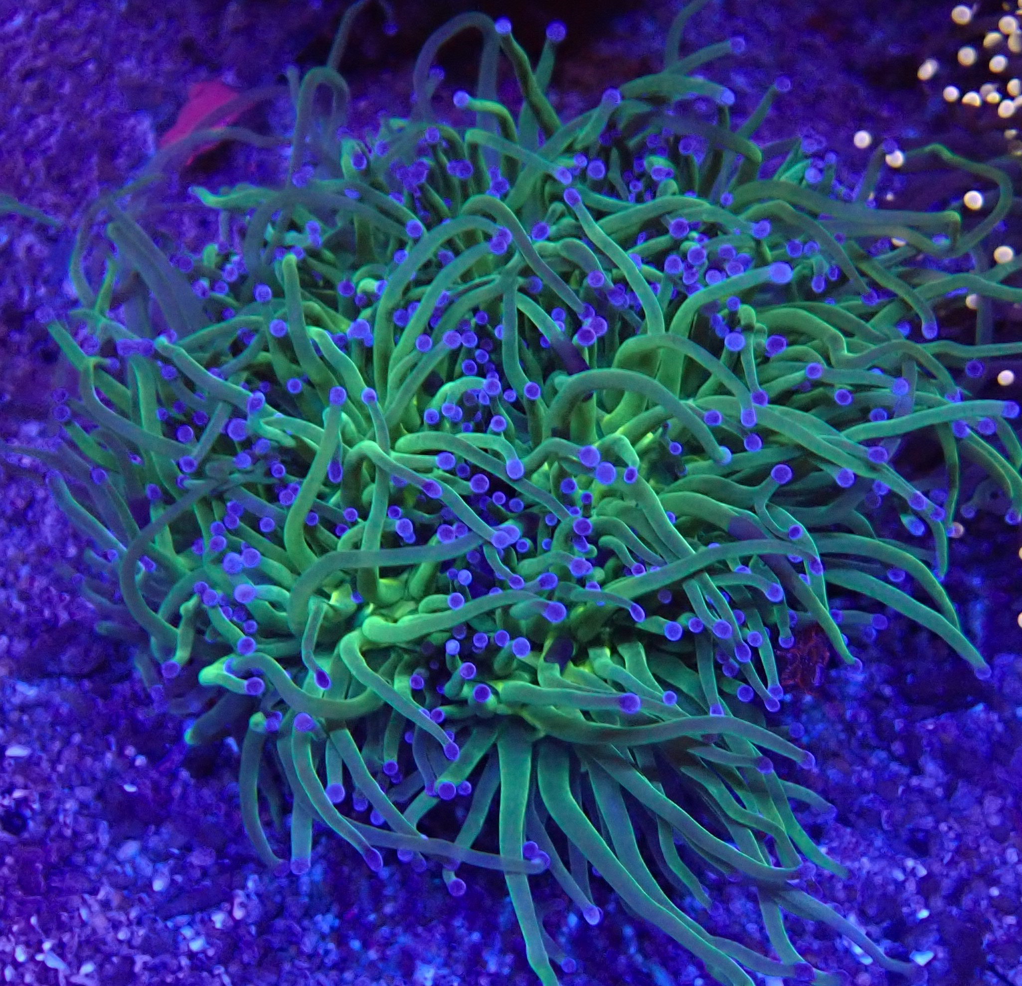 Euphyllia glabrescens  - Ultra Toxic green WYSIWYG 25a