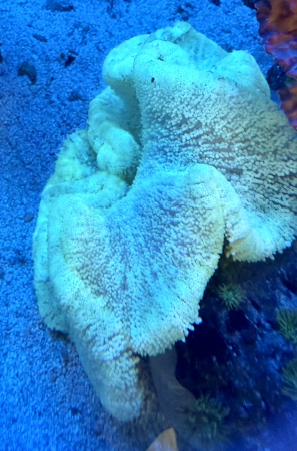 Stichodactyla haddoni - Teppichanemone - Yellow carpet  