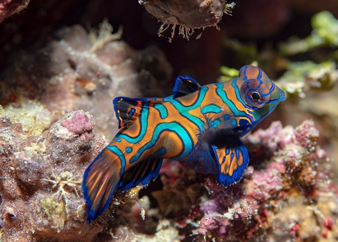 Mandarin-Leierfisch -Weibchen- Synchiropus splendidus 