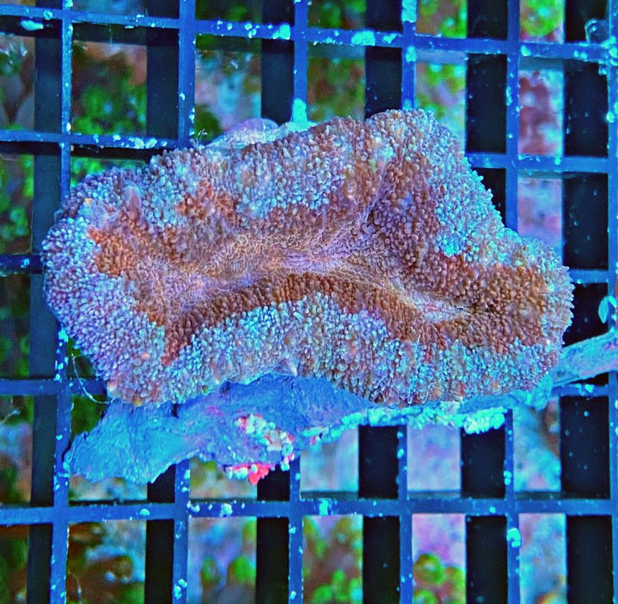 Lobophyllia hemprichii -  Doldenkoralle - Bicolor Lobo - WYSIWYG 116