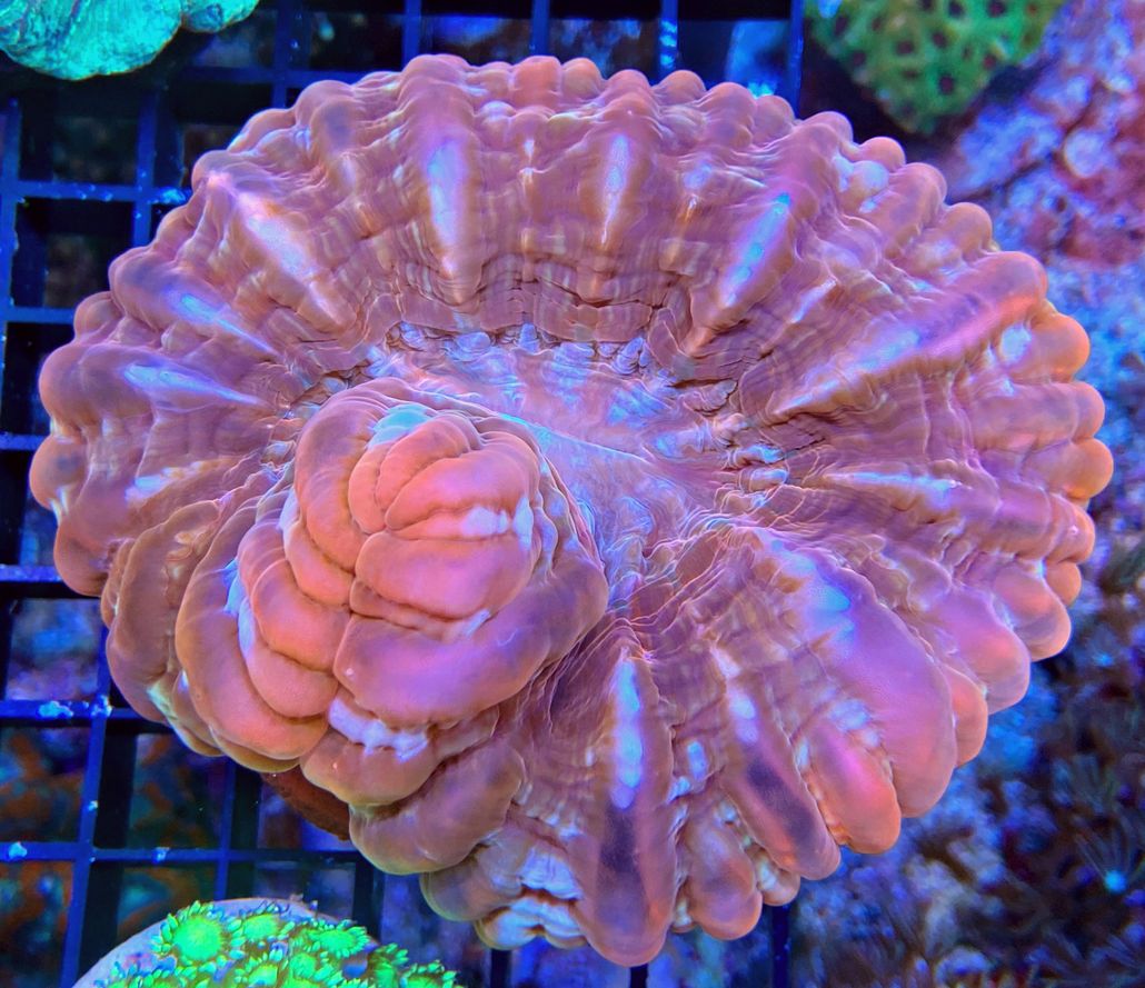  Cynarina lacrymalis -Tränenkoralle - Ultra red WYSIWYG 136 