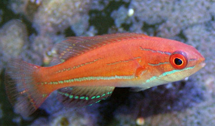 Paracheilinus mccoskeri - McCoskers Zwerglippfisch-S