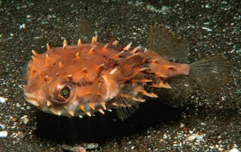 Igelfisch-Kurzstachel Cyclichthys orbicularis 