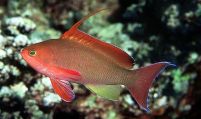 Pseudanthias squamipinnis  Mann