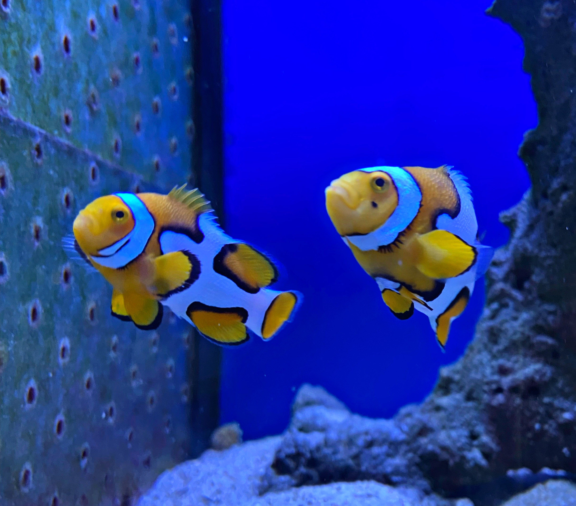 Amphiprion ocellaris Picasso Paar - NZ 