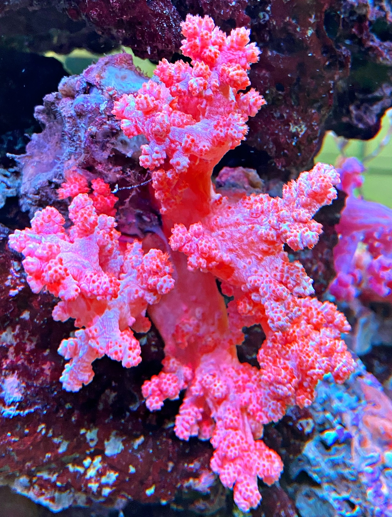 Scleronephthya spec. Rote Weichkoralle - Strawberry Softcoral