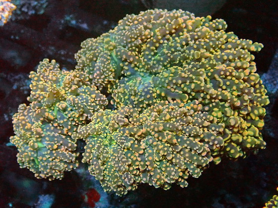 Euphyllia Euphyllia yaeyamaensis - Branch Frogspawn - orange  dip - WYSIWYG 98b