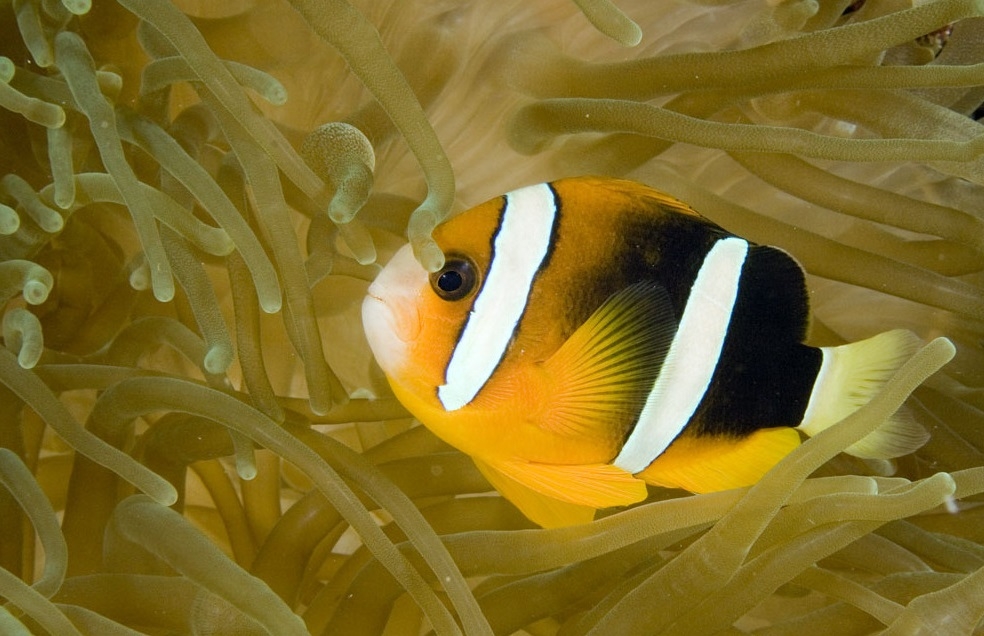 Amphiprion clarkii Coral Sea 