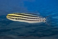 Meiacanthus grammistes Dreistreifen-Säbelzahnschleimfisch-M