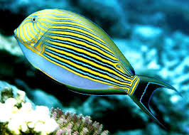 Doktorfisch Acanthurus lineatus