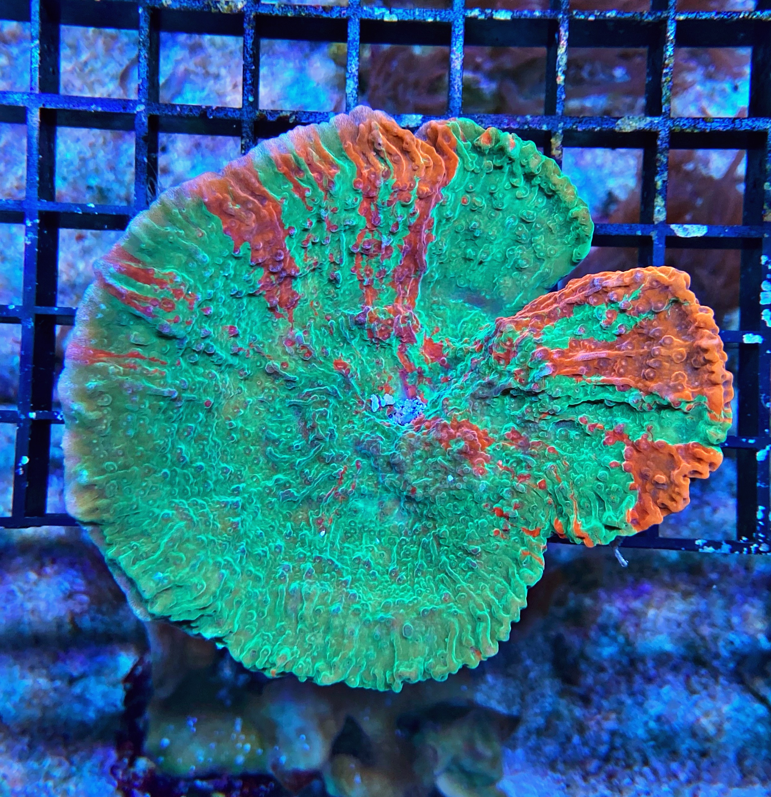 Montipora grafted Color - WYSIWYG
