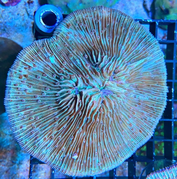 Fungia repanda - Plattenkoralle - big green - WYSIWYG 38