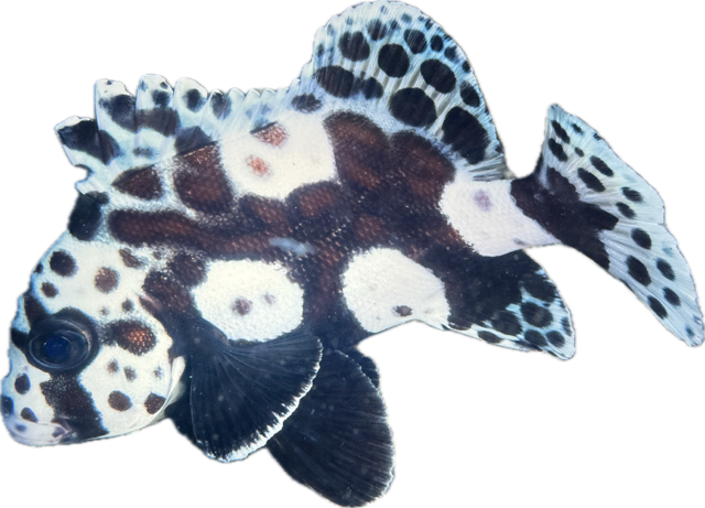 Plectorhinchus chaetodonoides Harlekin-Süßlippe L