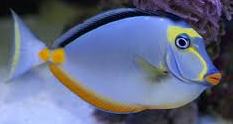 Doktorfisch Naso lituratus