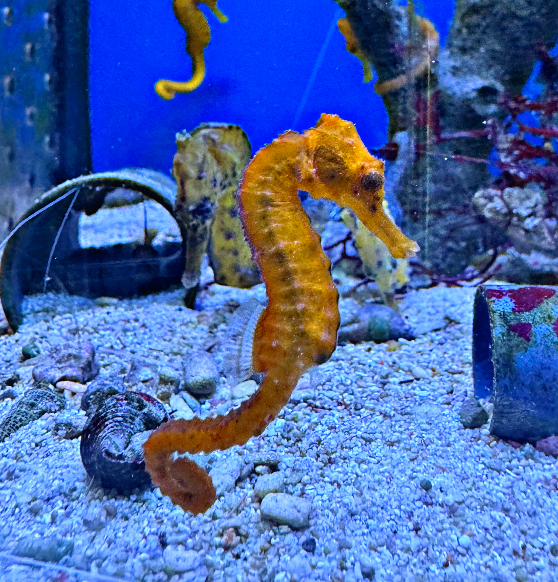  Hippocampus reidi Langschnäuziges Seepferdchen -NZ - PAAR 