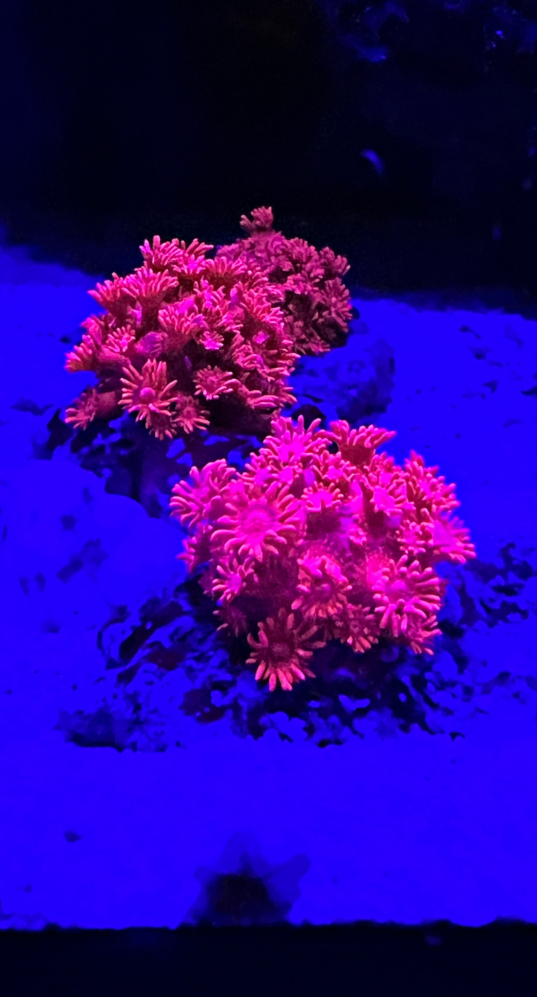 Goniopora lobata Margerittenkoralle - Ultra red/pink