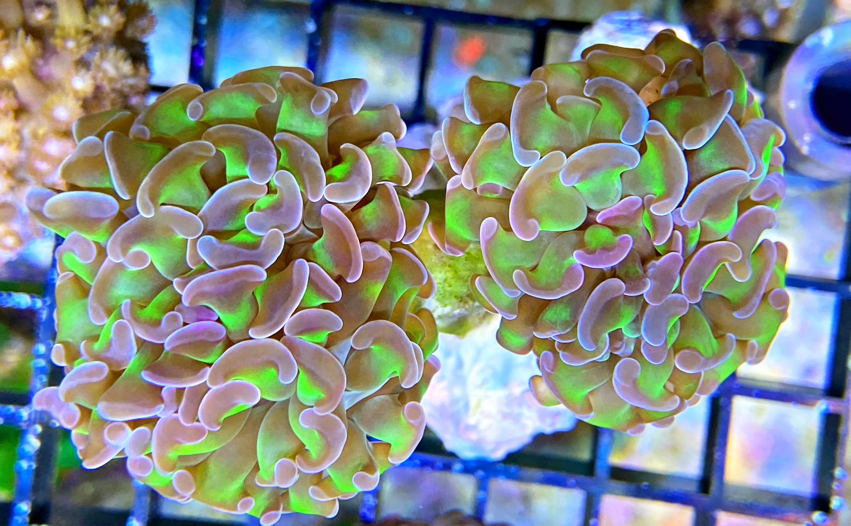 Euphyllia paraancora - Hammerkoralle - green/purple-2