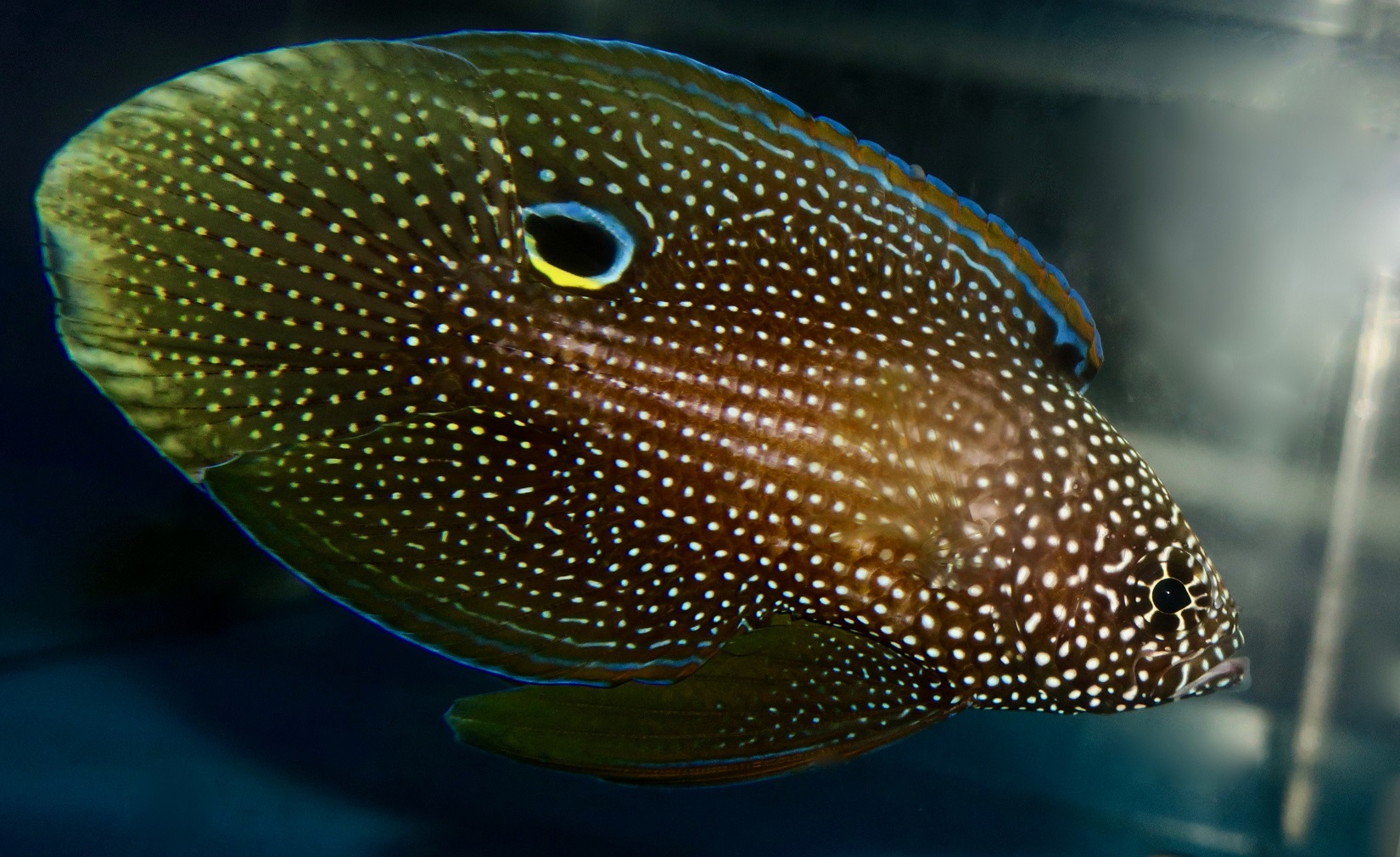 Calloplesiops argus - Phantom Mirakelbarsch