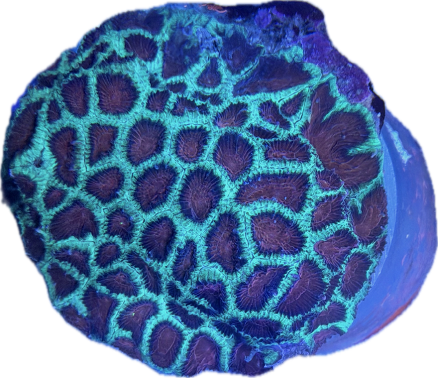 Favia spec. Red Sun-  Australien WYSIWYG 90