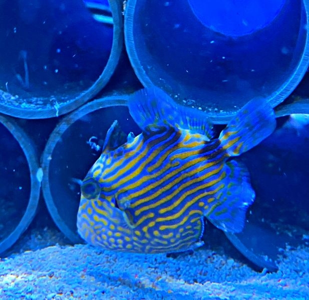 Pseudobalistes fuscus - Blaustreifen-Drückerfisch