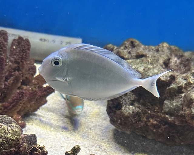 Naso Brevirostris - Langnasendoktorfisch