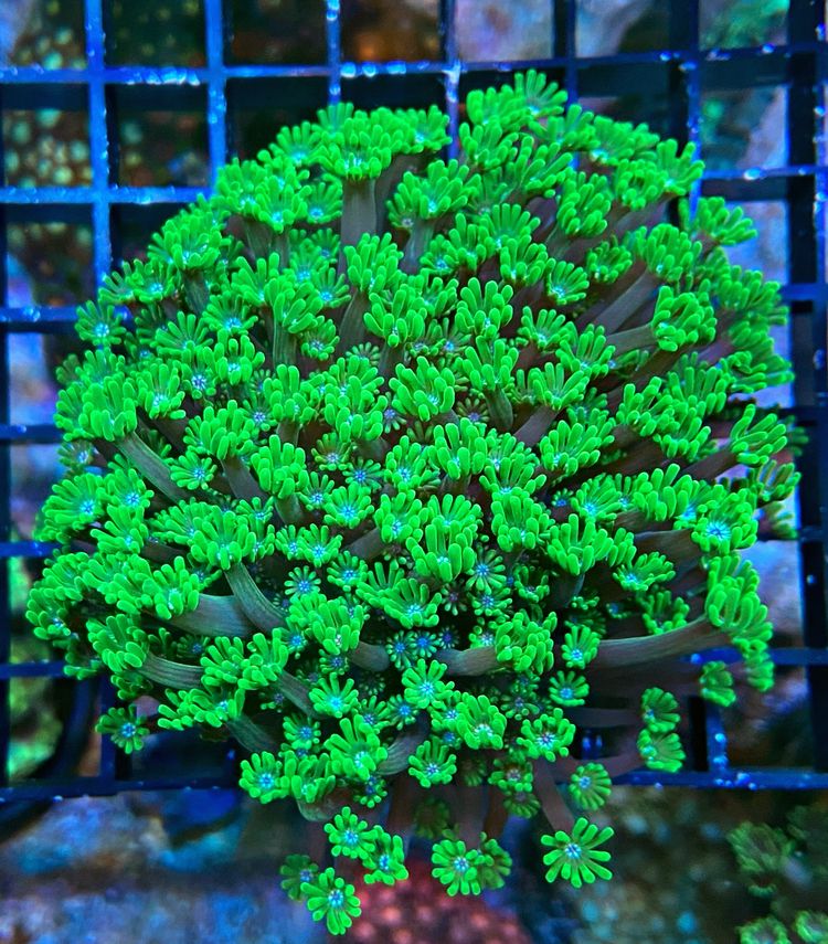 Alveopora gigas - Margeritenkoralle -  green metallic  flower - WYSIWYG169