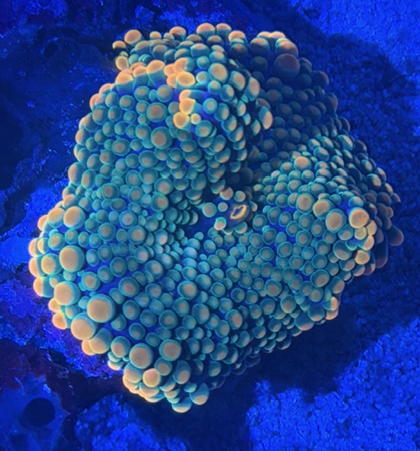 Ricordea yuma - Genoppte Scheibenanemone - Orange /Green Spez - WYSIWYG 