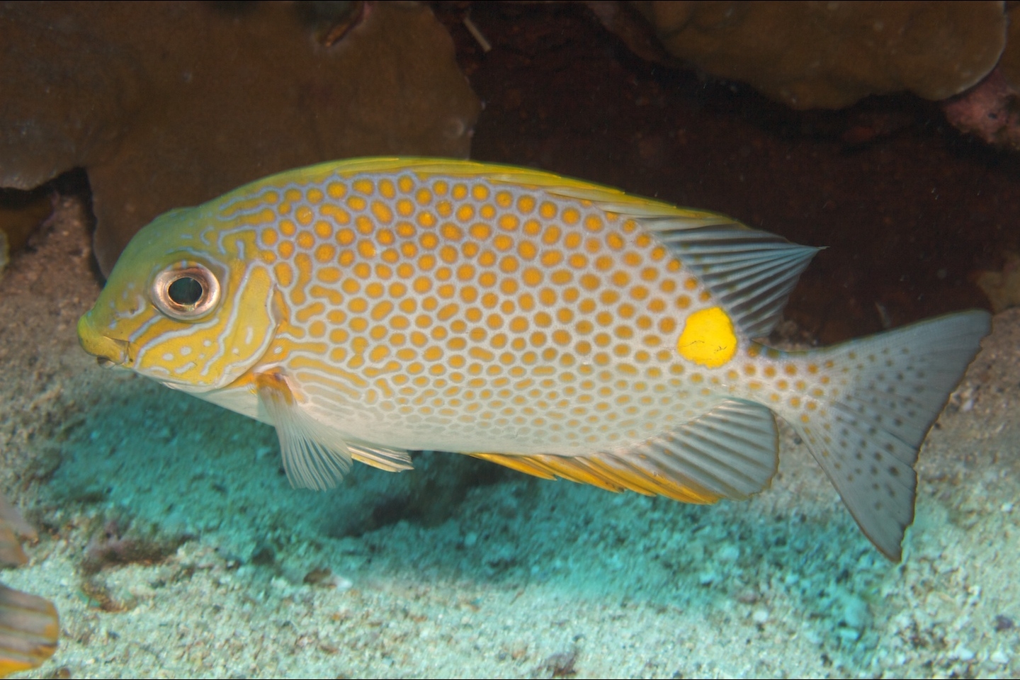 Siganus guttatus Gefleckter Kaninchenfisch