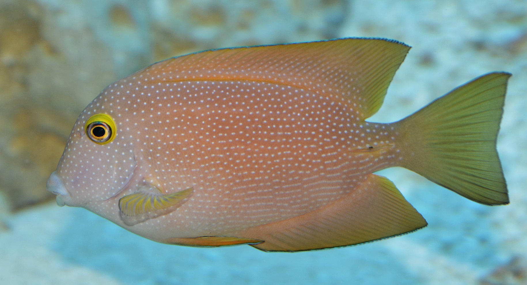 Ctenochaetus truncatus - Indischer Borstenzahn-Doktorfisch