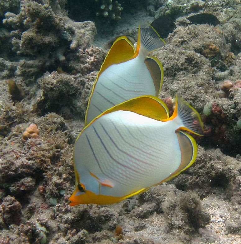 Chaetodon xanthocephalus - Gelbkopf-Falterfisch