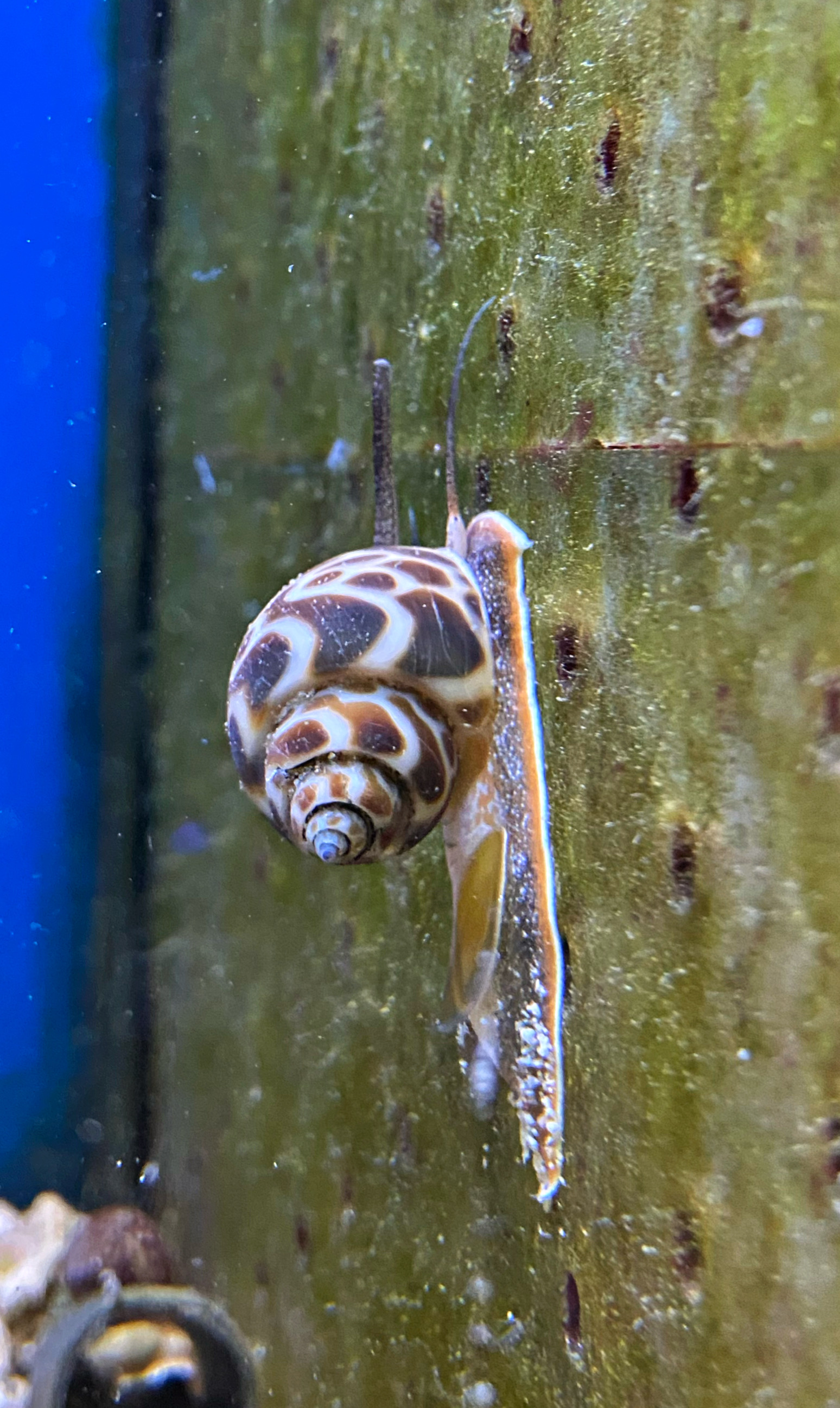 Babylonia sp. Grabende Schnecke