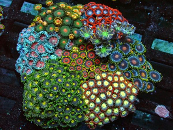 Zoanthus - Signature Zoa Garden3 - Multi Color - WYSIWYG 