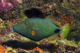 Balistapus undulatus - Orangestreifen Drückerfisch